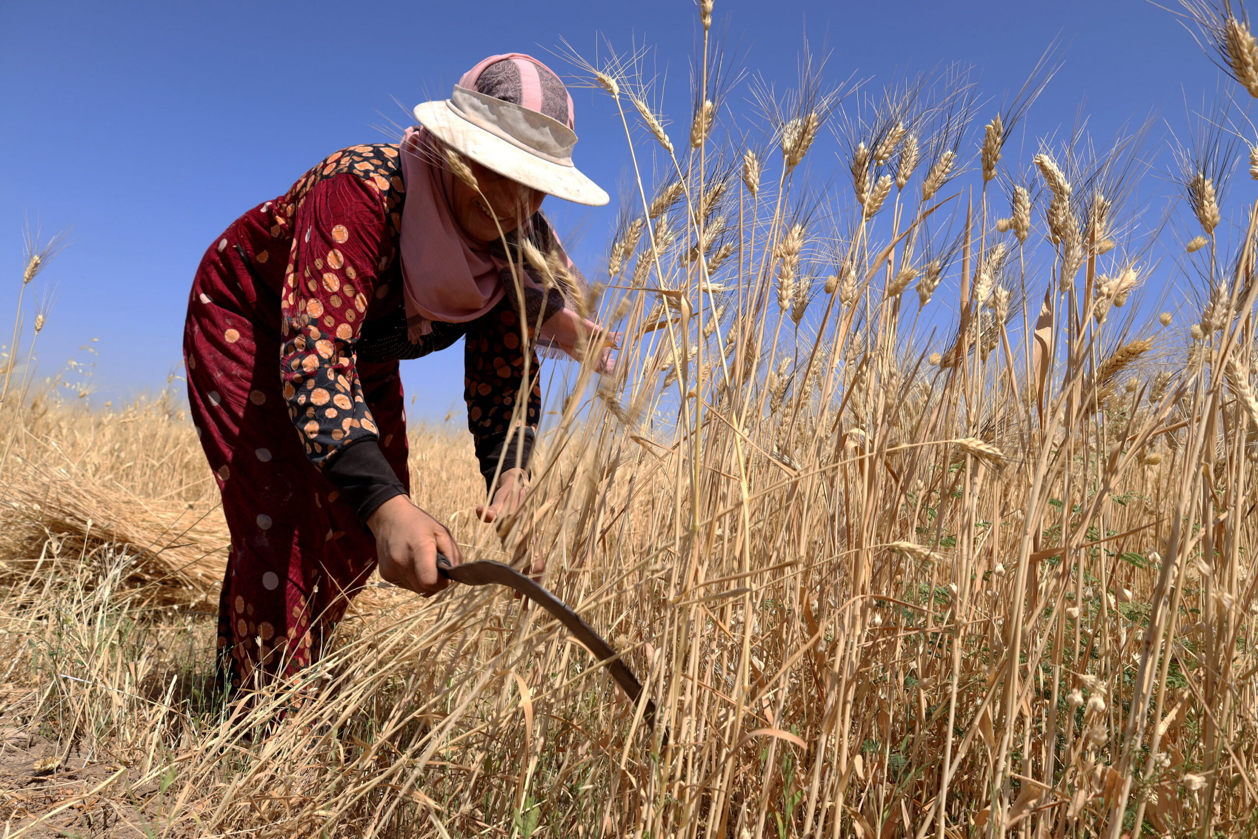 urgent support for returnee and host farmers affected by the crisis and drought like conditions in deirez zor, ar raqqa, idleb, homs, rural damascus, and as sweida to improve their food and nutrition security